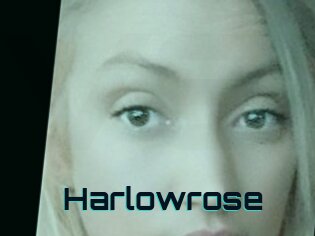 Harlowrose